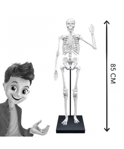 Buki Скелет 85 см