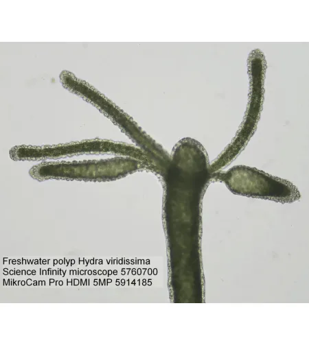 BRESSER MikroCam PRO HDMI kamera 5MP