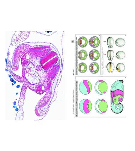 ЛИДЕР Эмбриология и развитие животных, Дополнительный набор из 12 слайдов, Студенческий на