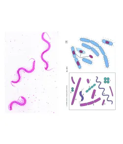 LIEDER Подготовленные микропрепараты бактерий, 6 слайдов.