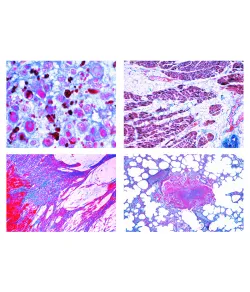 LIEDER Патологическая гистология для ветеринарной медицины, 22 слайда