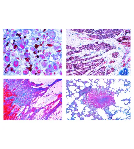 LIEDER Патологическая гистология для ветеринарной медицины, 22 слайда