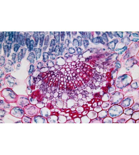 BRESSER Gatavie slaidi 25 gab. Kaste