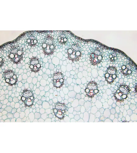 BRESSER Gatavie slaidi 25 gab. Kaste