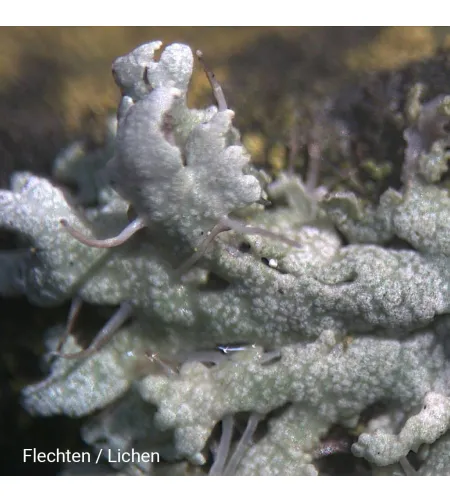 Stereomikroskoop Biolux ICD 20x BRESSER