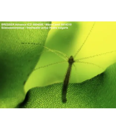 Stereomikroskoobi Bresser ICD 10X-160X suum