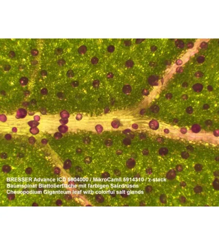 Stereomikroskoobi Bresser ICD 10X-160X suum