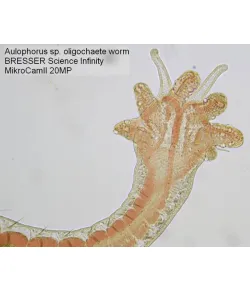 Mikroskopo kamera Bresser MikroCam II 20 MP 1''