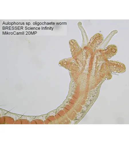Mikroskoobi kaamera Bresser MikroCam II 20 MP 1''
