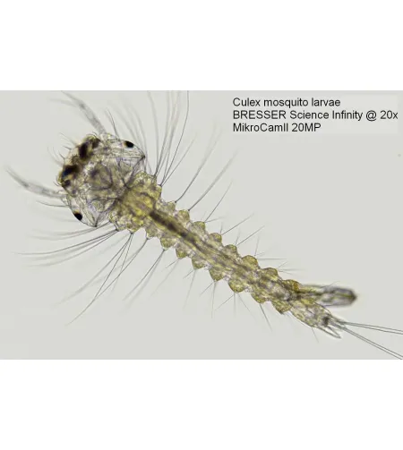 Mikroskoobi kaamera Bresser MikroCam II 20 MP 1''