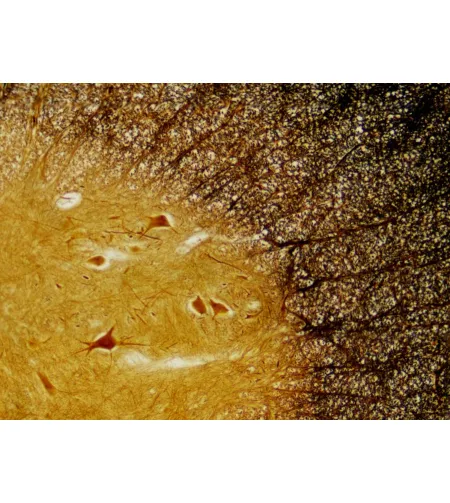 Подготовленные слайды Bresser: гистология