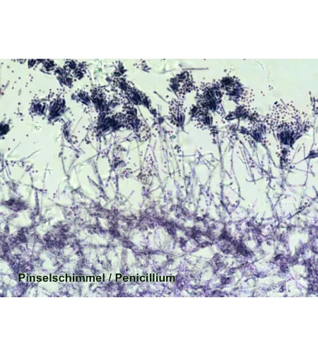 Sagatavoti slaidi 50 gab. Kaste BRESSER