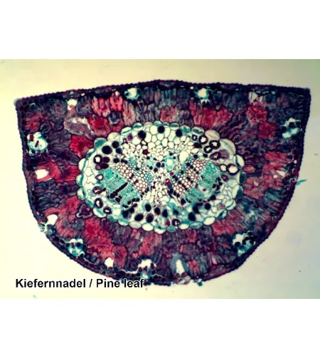 Sagatavoti slaidi 50 gab. Kaste BRESSER