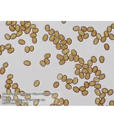 BRESSER Researcher Trino 40-1000x Microscope