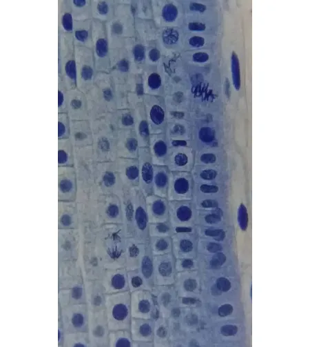 Микроскоп Bresser Erudit Basic Bino 40X-400X