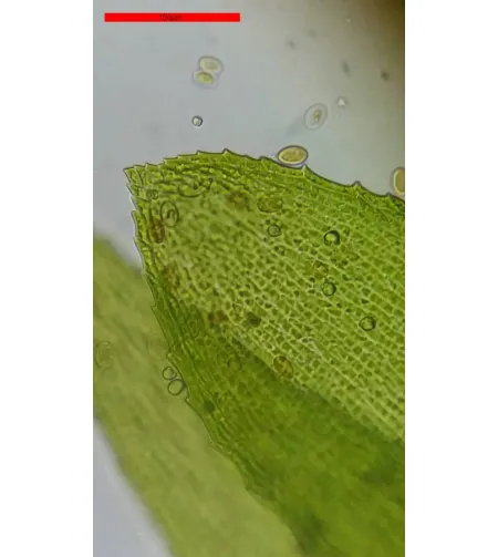 Микроскоп Bresser Erudit Basic Bino 40X-400X