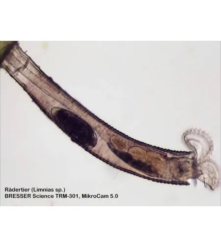 Mikroskopas Bresser Science TRM 301 TRINOKLINIS