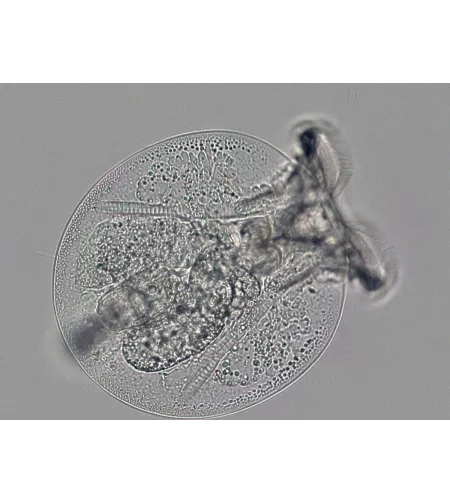 Mikroskopas Bresser Science TRM 301 TRINOKLINIS
