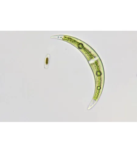 Mikroskopas Bresser Science TRM 301 TRINOKLINIS