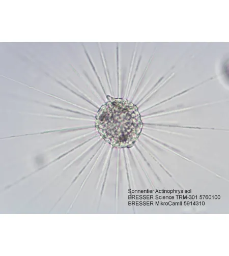 Mikroskopas Bresser Science TRM 301 TRINOKLINIS