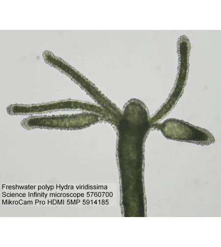 Mikroskopas Bresser Science Infinity TRINOKLINIS