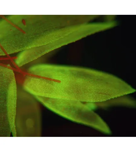 Microscope Bresser Science ADL 601 F Led 40-1000X