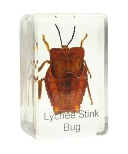 Prepared slide - shield bug, Omegon