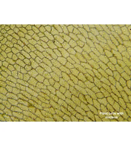 Microscope Biolux Touch 5MP HDMI, Digital, BRESSER