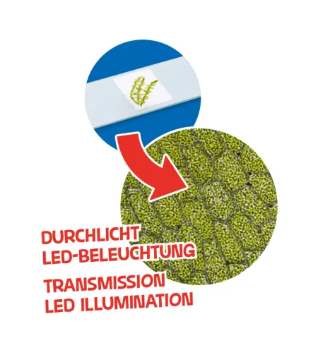 Mikroskoop 40x-640x koos tarvikute ja kõvakastiga, BRESSER Junior