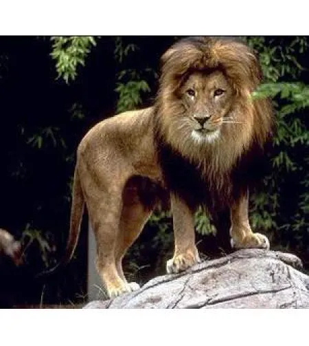 Omegon Blackstar 8x42 Binoculars