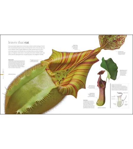 Flora: Inside the Secret World of Plants