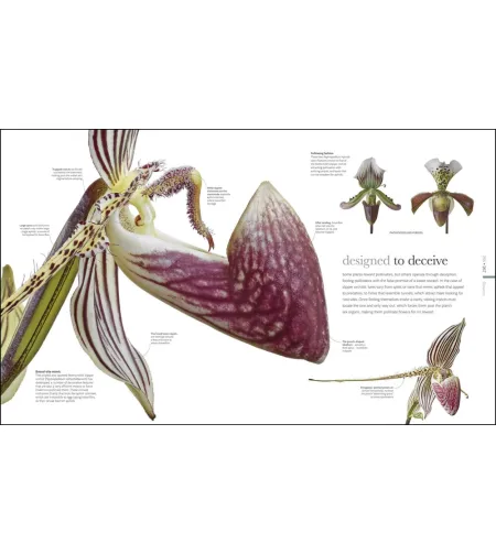 Flora: Inside the Secret World of Plants