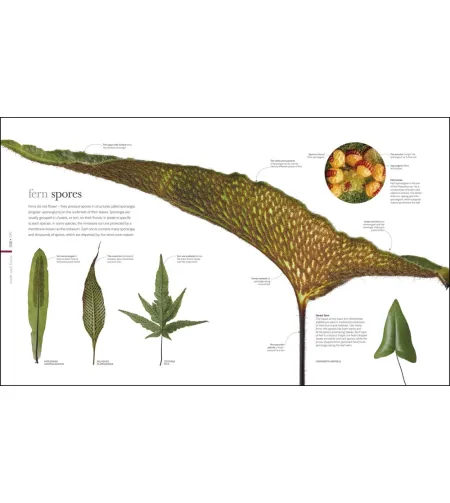 Flora: Inside the Secret World of Plants