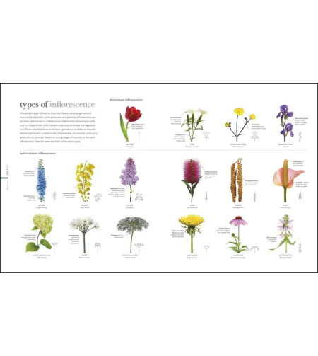 Flora: Inside the Secret World of Plants
