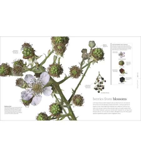 Flora: Inside the Secret World of Plants