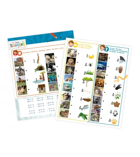 Žibintas 3 viename, Buki