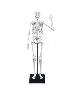 Skeleton 45 cm, Buki