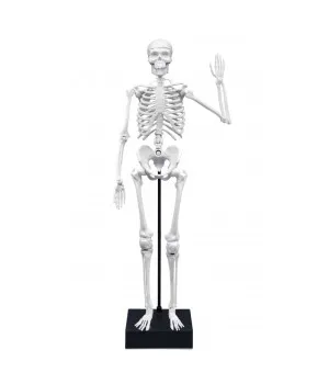 Skeleton 45 cm, Buki