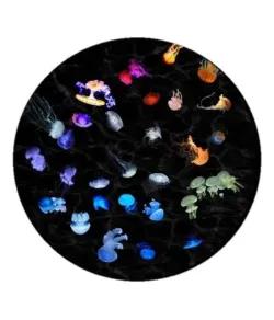 Astrial disk - Night Jellyfish