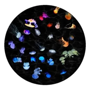 Astrial disk - Night Jellyfish