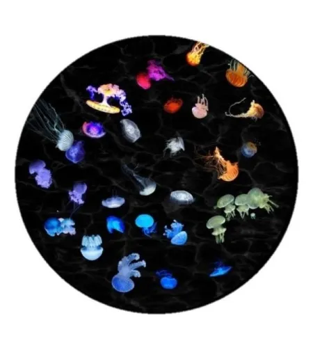 Astrial disk - Night Jellyfish