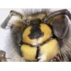 USB Microscope Dino-Lite AM7915MZT