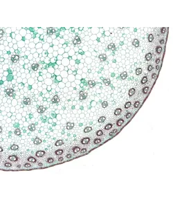 Подготовленные BRESSER слайды высокое качество набор из 10 штук