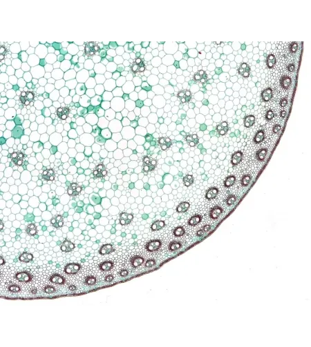 Подготовленные BRESSER слайды высокое качество набор из 10 штук