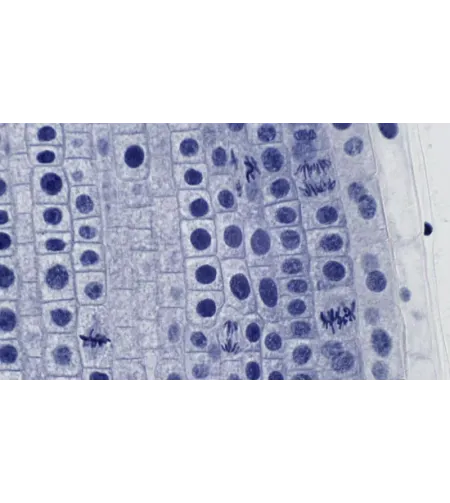 Подготовленные BRESSER слайды высокое качество набор из 10 штук