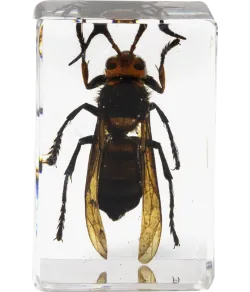 Celestron Microscope sample 3D bug Kit #5