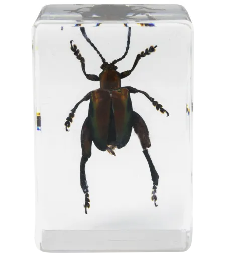 Celestron Microscope sample 3D bug Kit #5