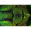 Delta Optical Discovery 90 Microscope
