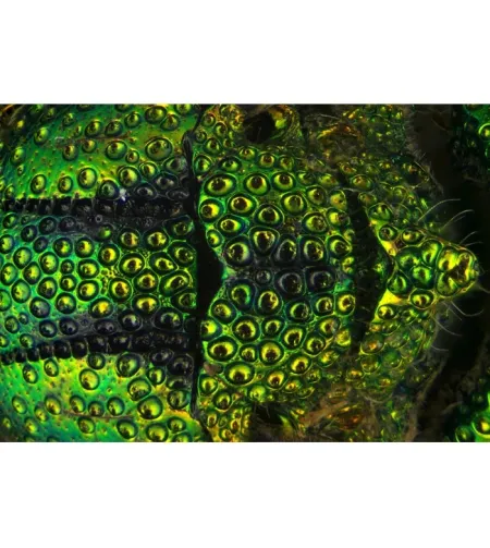 Delta Optical Discovery 90 Microscope
